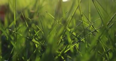 午后春季阳光下的小草落叶视频的预览图